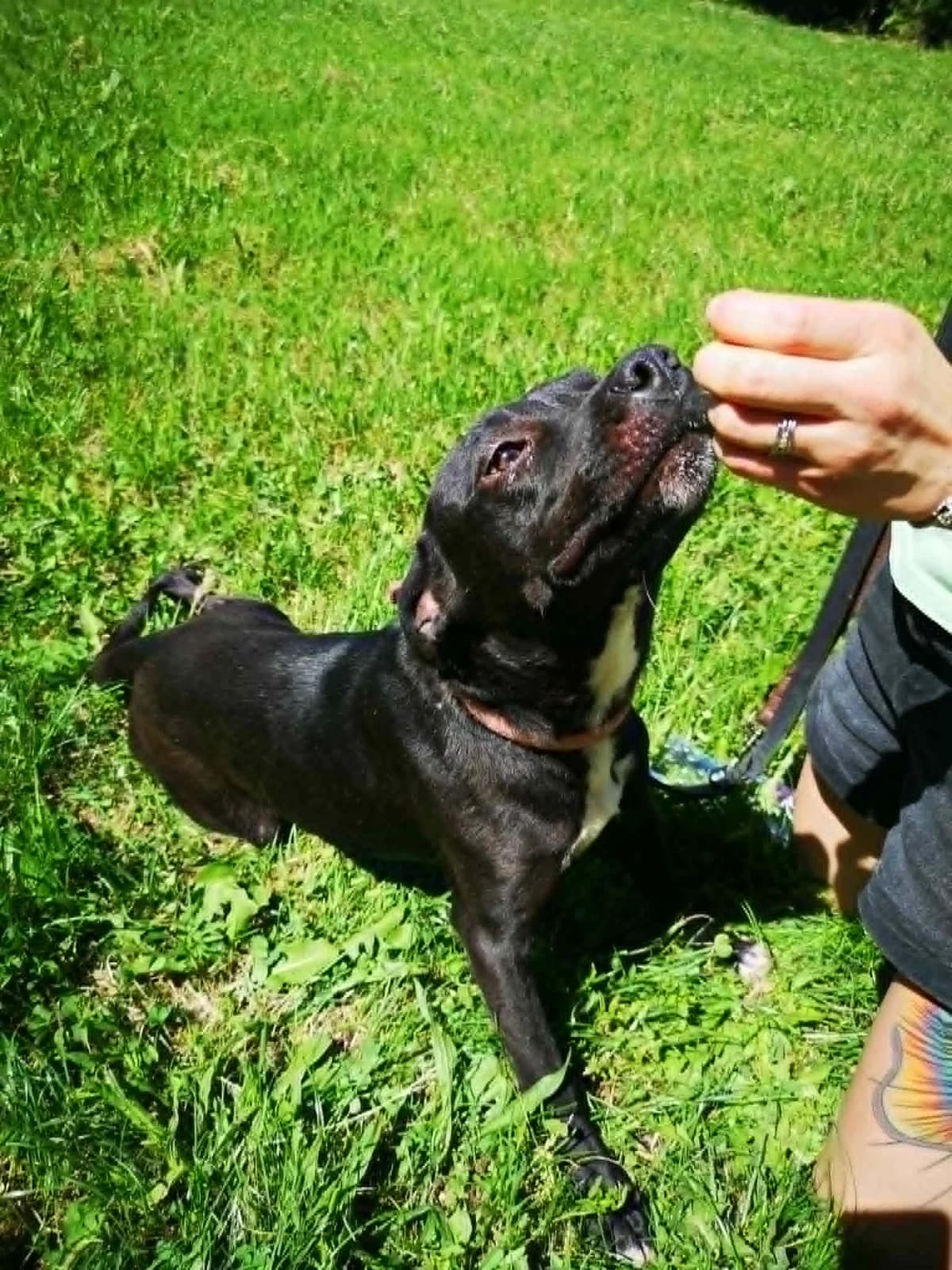 Mit tudunk róla, female Mixed Breed for adoption at Misina Állatmenház Pécs