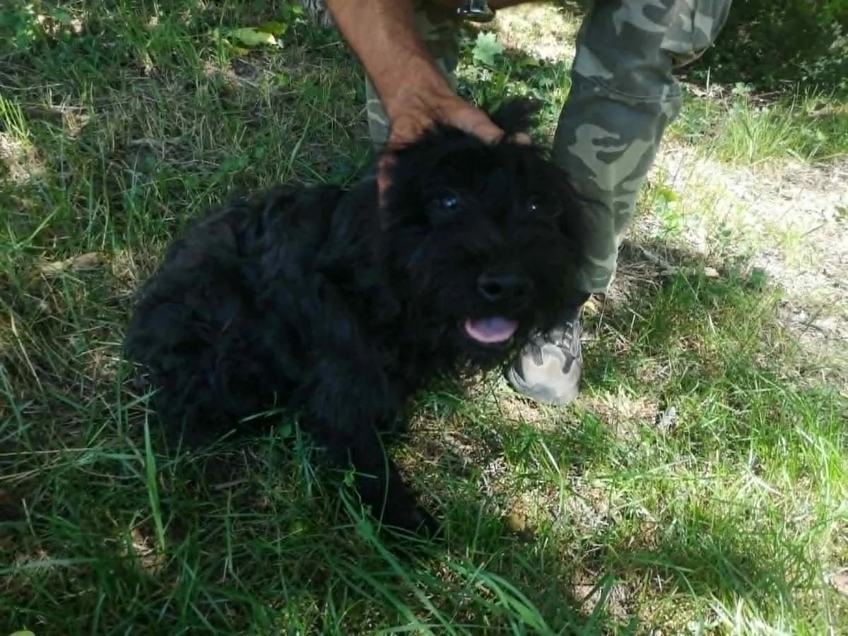 Mit tudunk róla, male young Mixed Breed for adoption at Misina Állatmenház Pécs