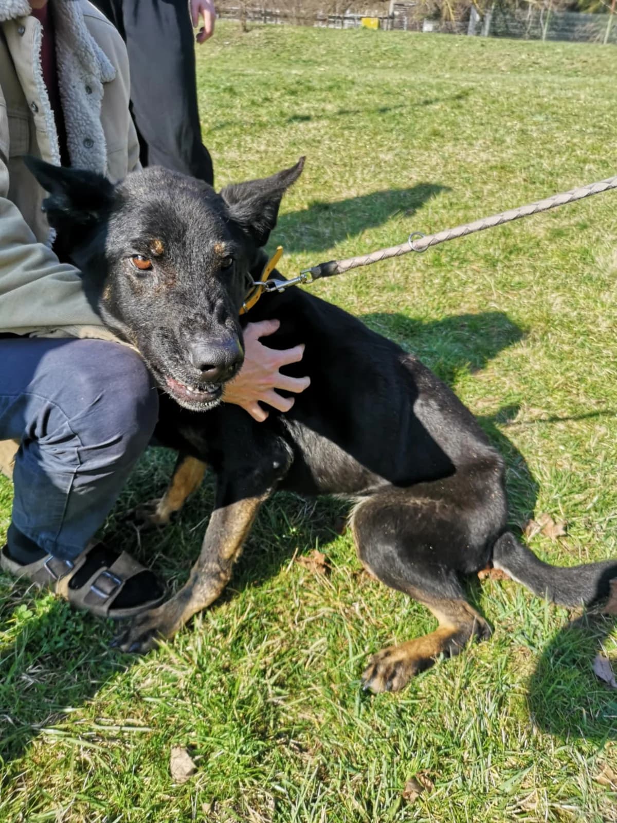 Mit tudunk róla, female Mixed Breed for adoption at Misina Állatmenház Pécs