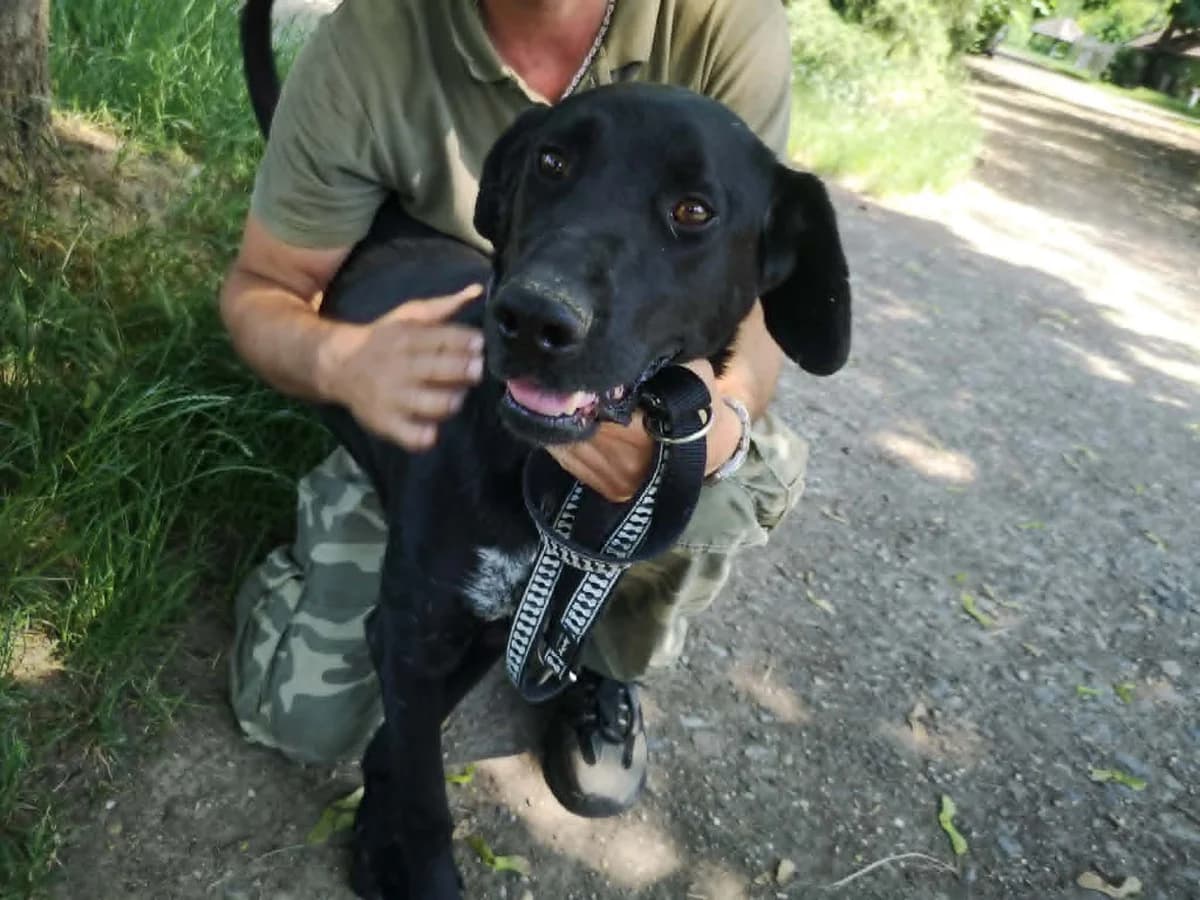 Mit tudunk róla, female Mixed Breed for adoption at Misina Állatmenház Pécs