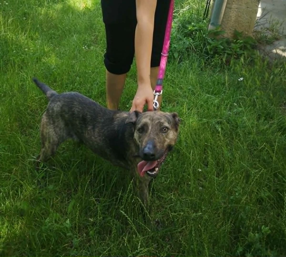 Mit tudunk róla, female Mixed Breed for adoption at Misina Állatmenház Pécs