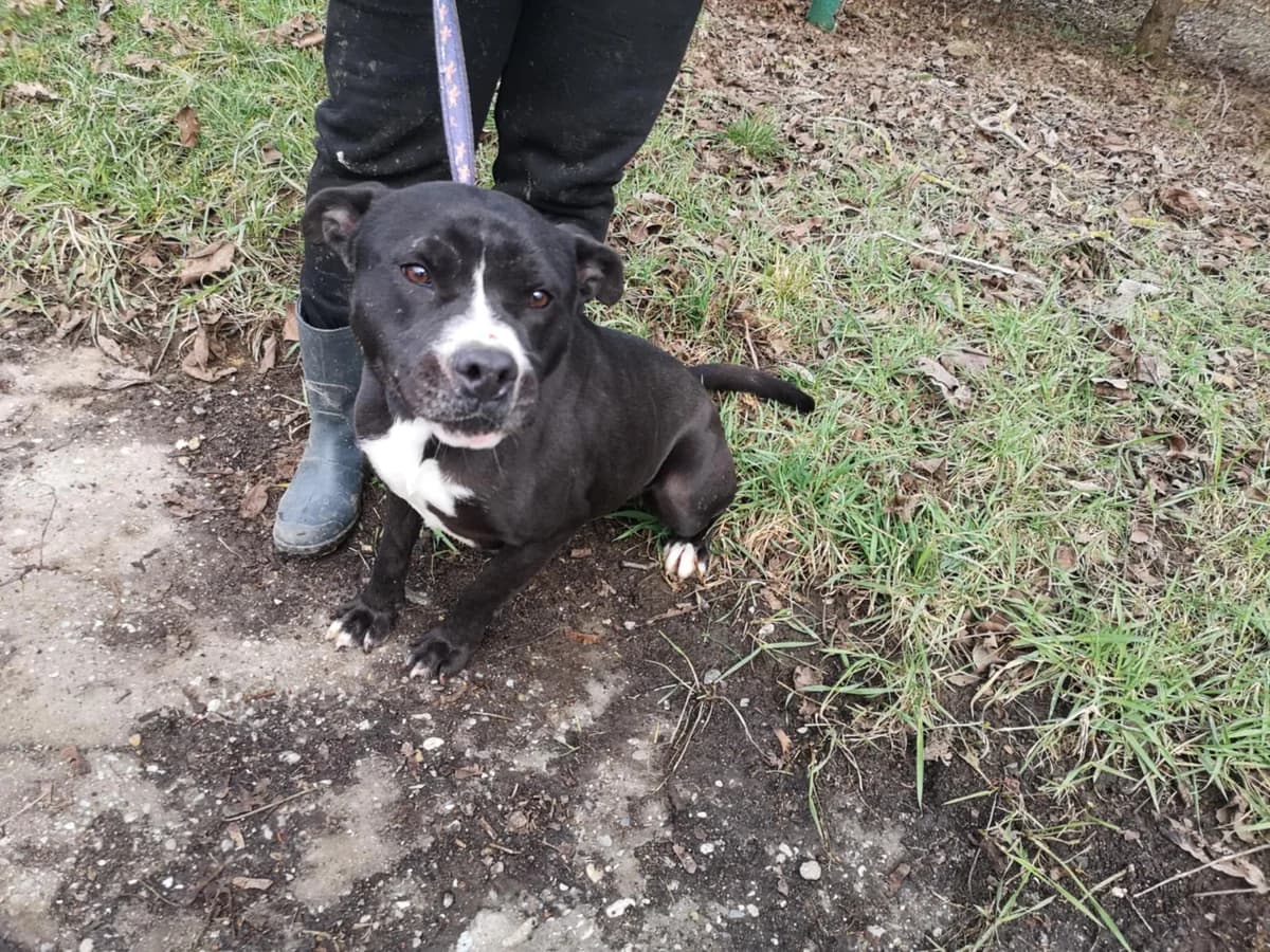 Mit tudunk róla, female Mixed Breed for adoption at Misina Állatmenház Pécs