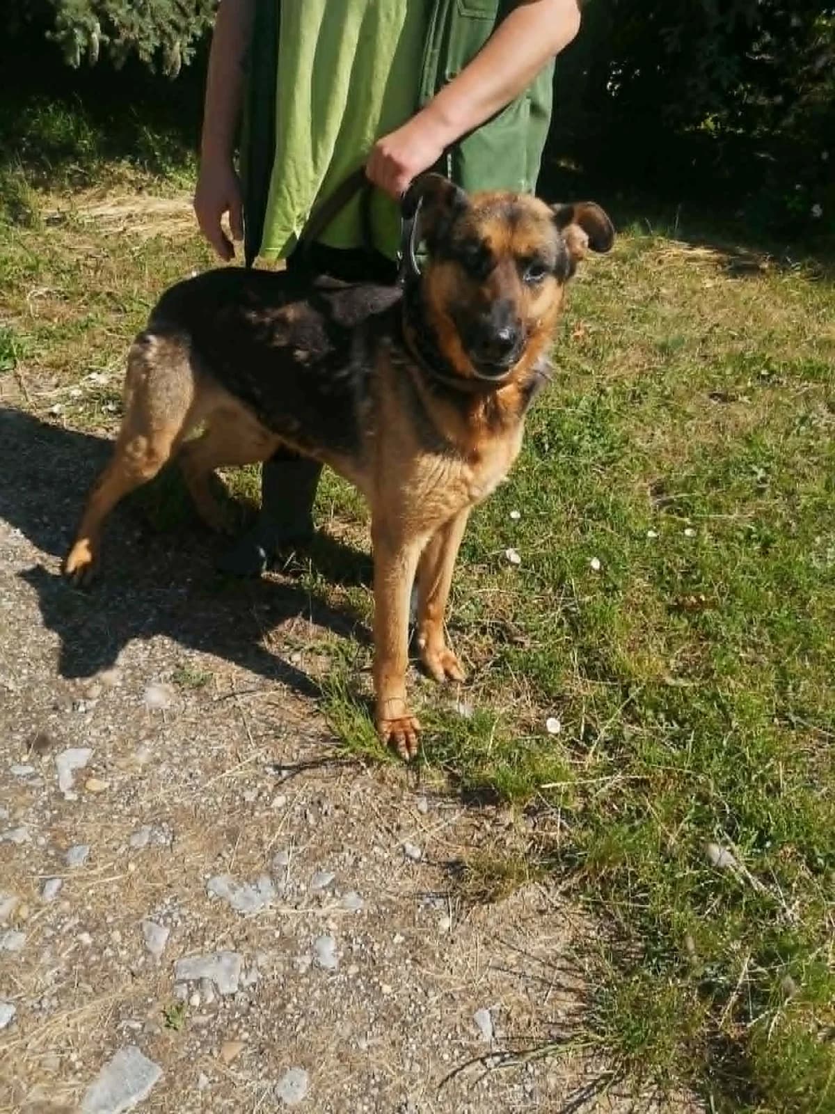 Mit tudunk róla, male Mixed Breed for adoption at Misina Állatmenház Pécs