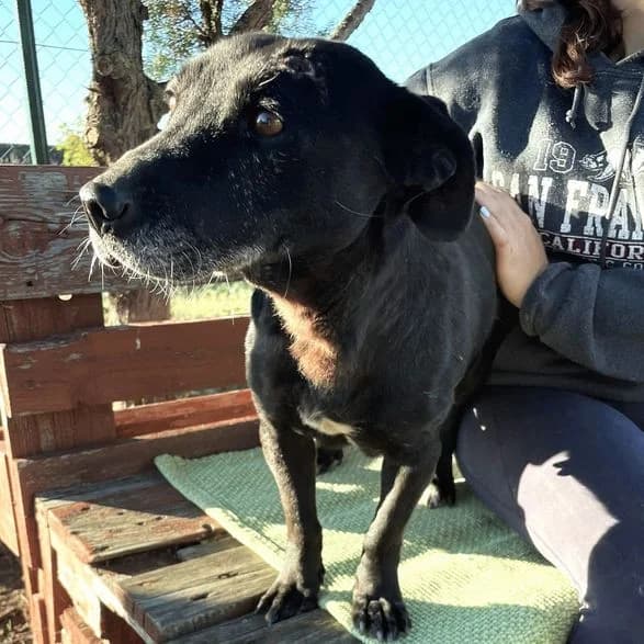 Julina, female senior Dachshund for adoption at Mogyoró Menedék Szentes