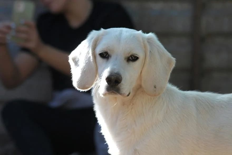 Mimóza, female 3yo Mixed Breed for adoption at Mogyoró Menedék Szentes