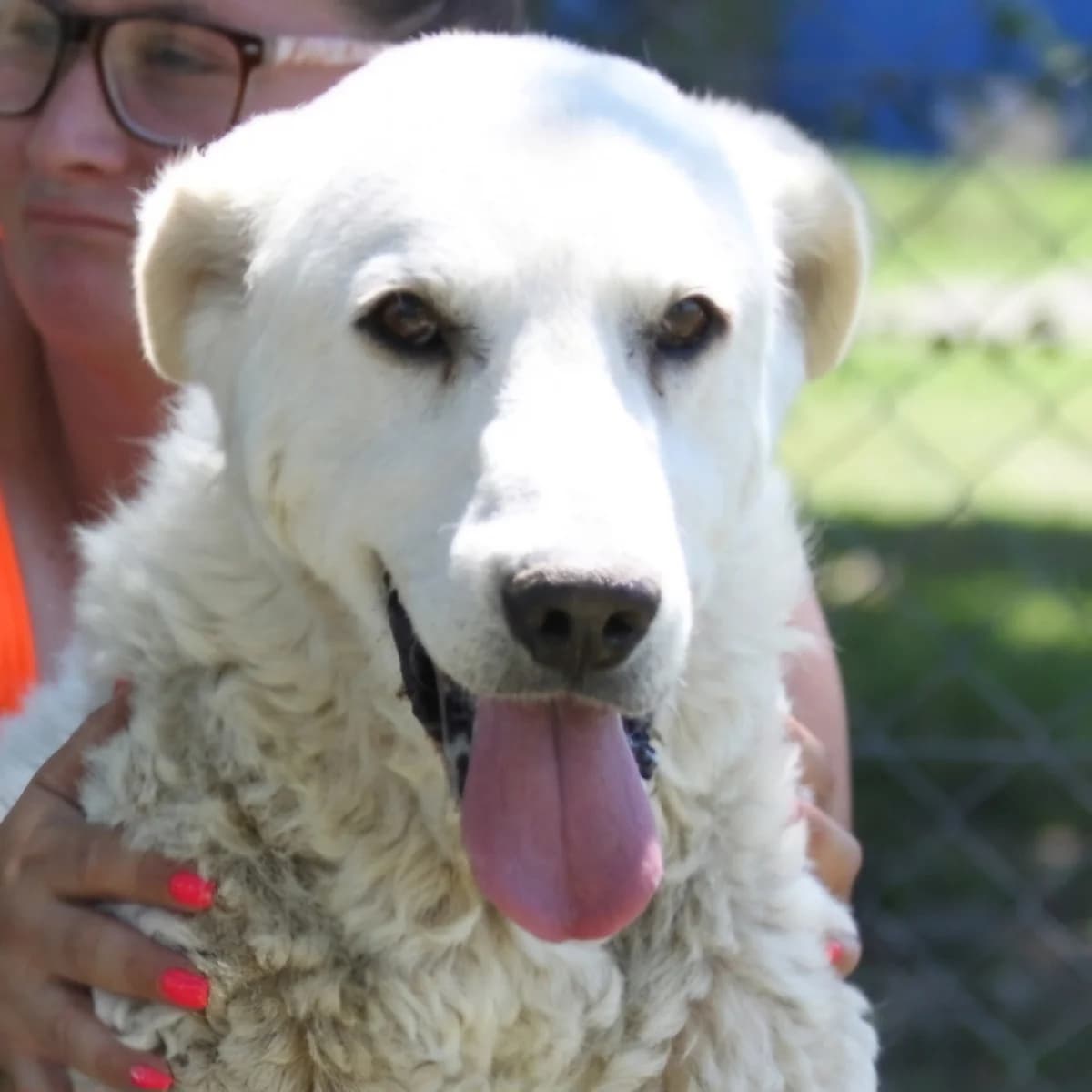 Phönix, male senior Kuvasz for adoption at Mogyoró Menedék Szentes