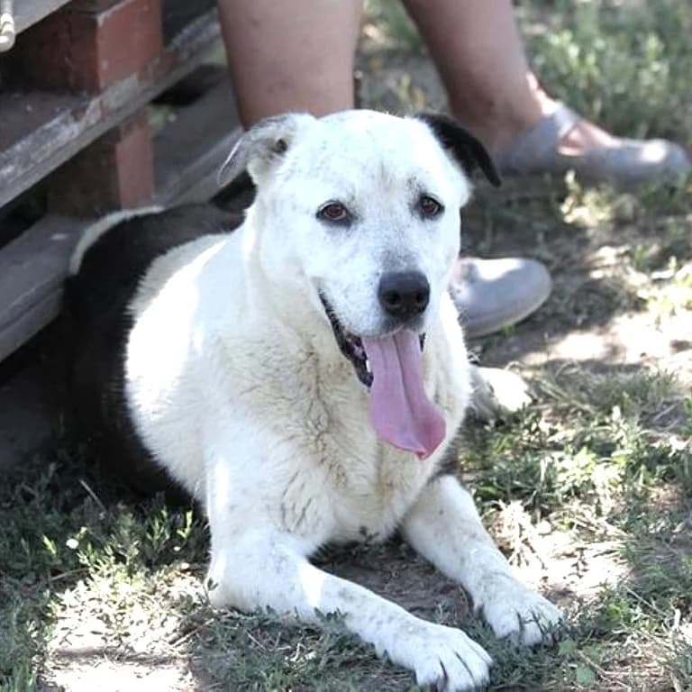 Darlia, female senior Mixed Breed for adoption at Mogyoró Menedék Szentes