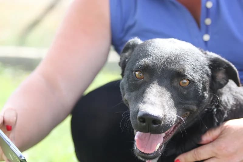 Mona, female 6yo Mixed Breed for adoption at Mogyoró Menedék Szentes