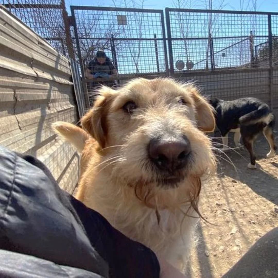 Charlie, male 4yo Mixed Breed for adoption at Mogyoró Menedék Szentes