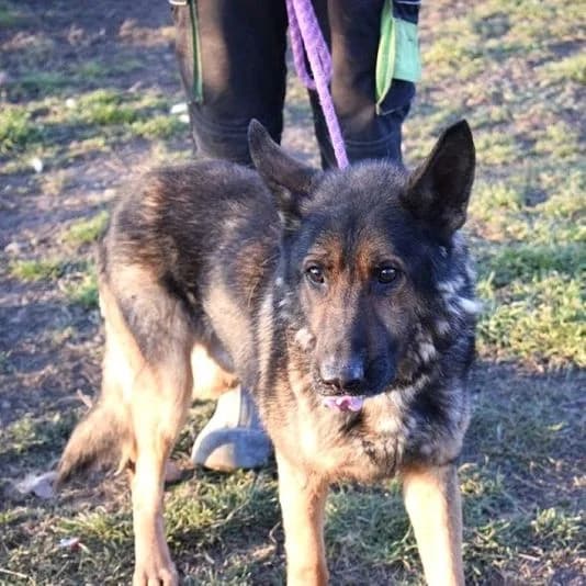 Matti, male senior German Shepherd for adoption at Mogyoró Menedék Szentes