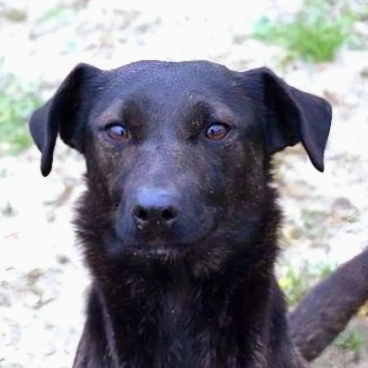 Panni, female 3yo Mixed Breed for adoption at Mogyoró Menedék Szentes