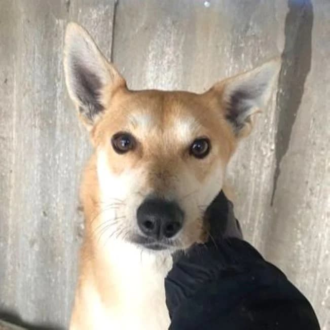 Kormi, male 3yo Mixed Breed for adoption at Mogyoró Menedék Szentes