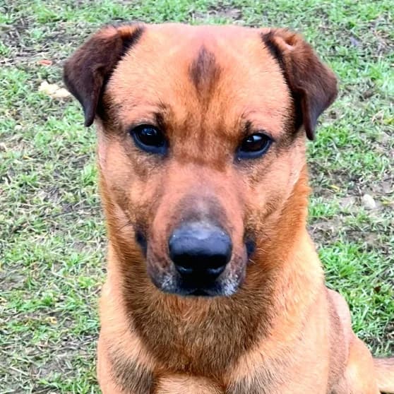 Leó, male 4yo mixed breed for adoption at Mogyoró Menedék Szentes