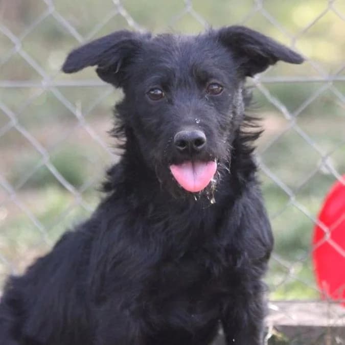 Lilla, female young Mixed Breed for adoption at Mogyoró Menedék Szentes