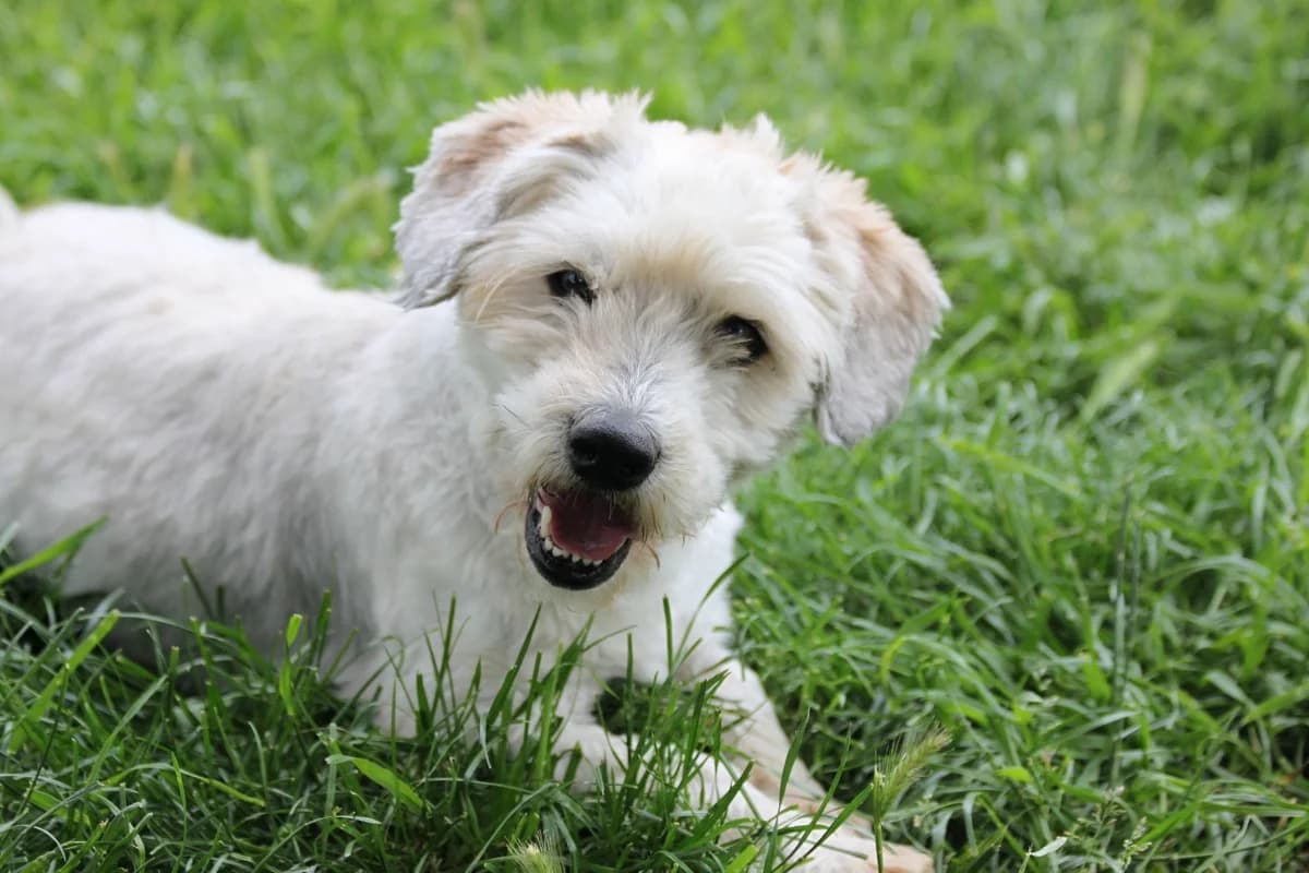 Bársony, male senior Mixed Breed for adoption at Mogyoró Menedék Szentes