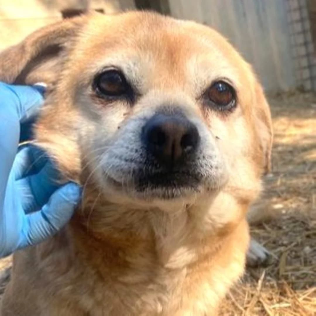 Glória, female 6yo mixed breed for adoption at Mogyoró Menedék Szentes