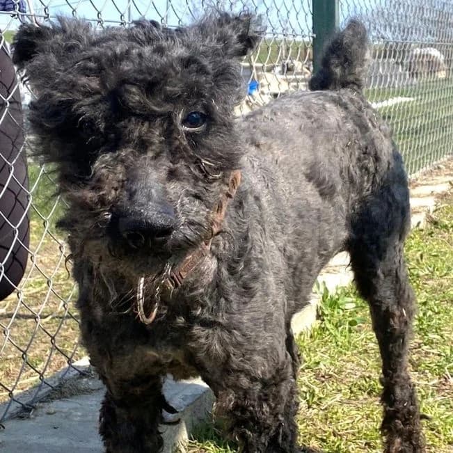 Marco, male 6yo Puli for adoption at Mogyoró Menedék Szentes