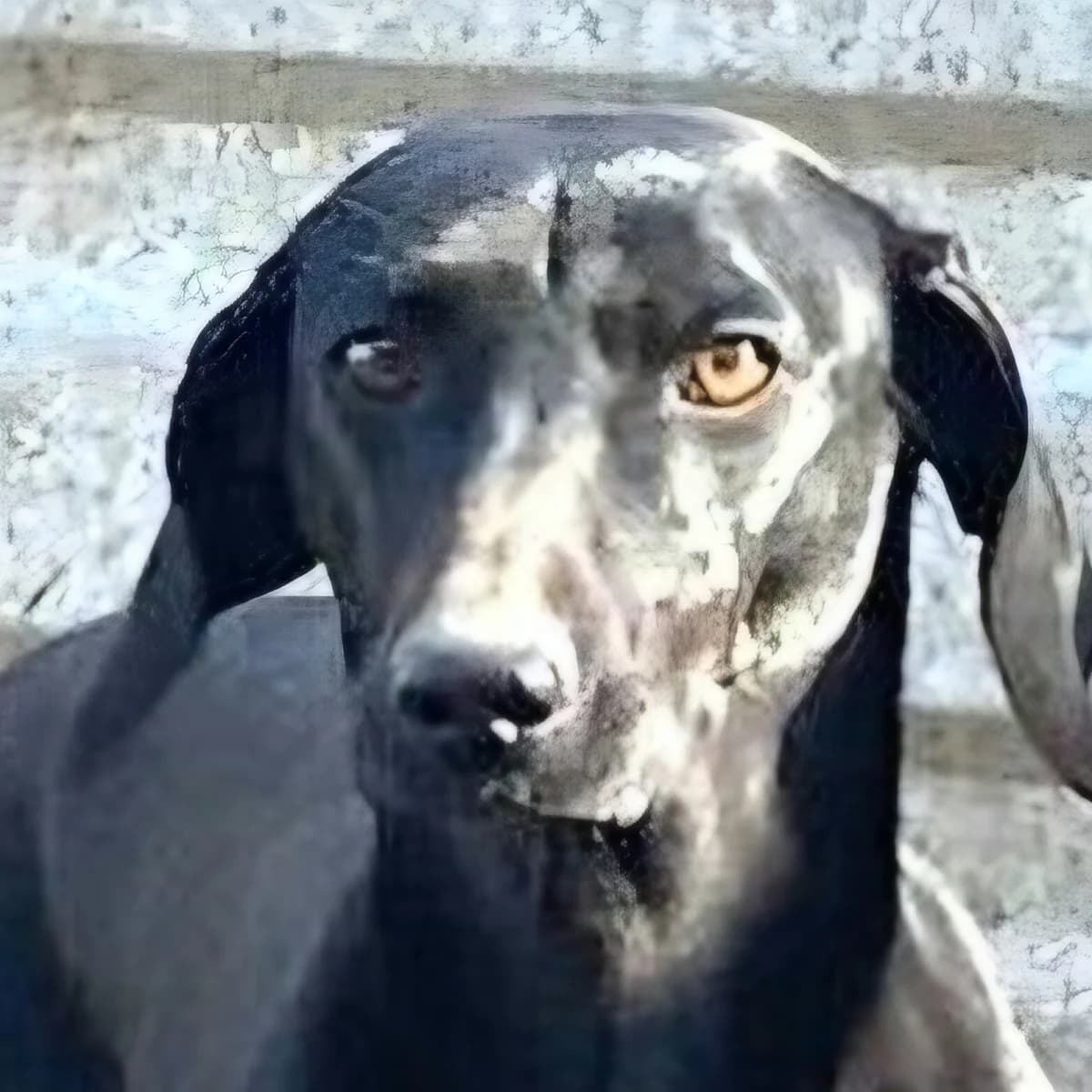 Fini, female 5yo Dachshund for adoption at Mogyoró Menedék Szentes
