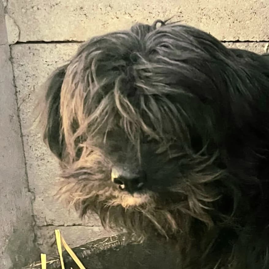 Peggy, female young Puli for adoption at Mogyoró Menedék Szentes