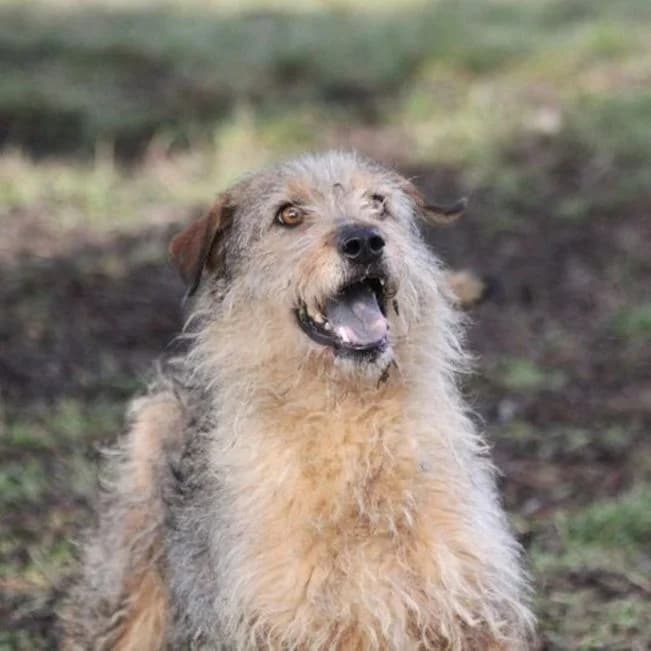 Sárika, female young Mixed Breed for adoption at Mogyoró Menedék Szentes