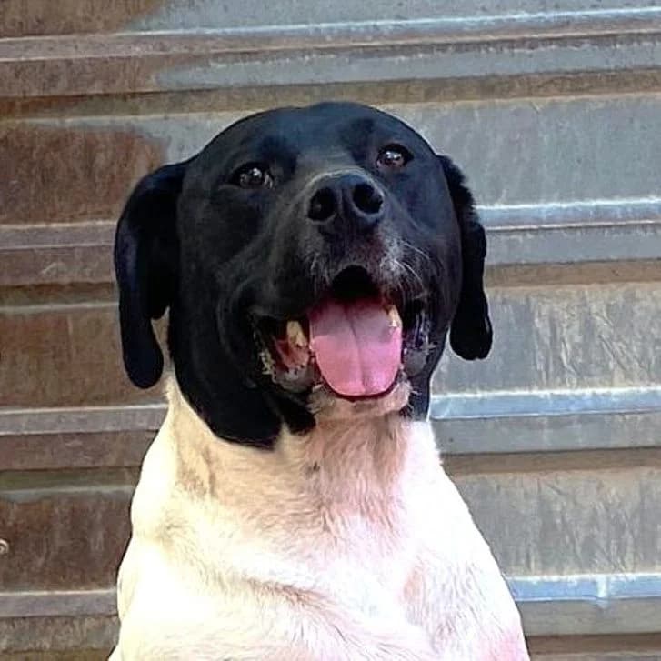 Clyde, male 3yo Mixed Breed for adoption at Mogyoró Menedék Szentes