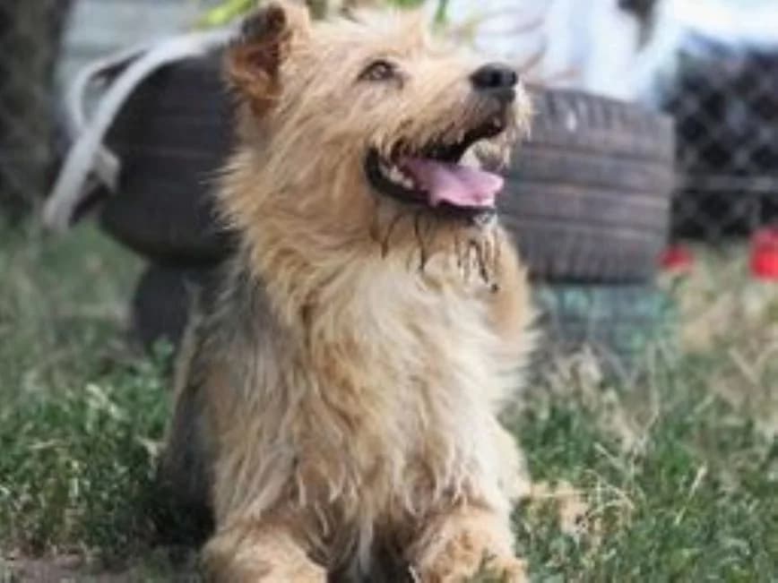 Sándor, male 3yo Mixed Breed for adoption at Mogyoró Menedék Szentes