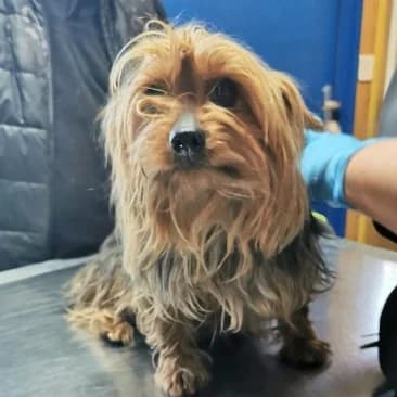 Moni, female 3yo Yorkshire Terrier for adoption at Mogyoró Menedék Szentes