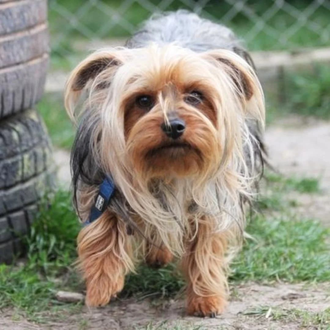 Milo, male young Yorkshire Terrier for adoption at Mogyoró Menedék Szentes