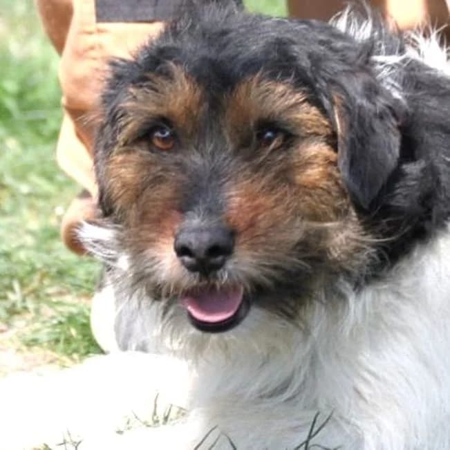 Bundi, male 3yo mixed breed for adoption at Mogyoró Menedék Szentes