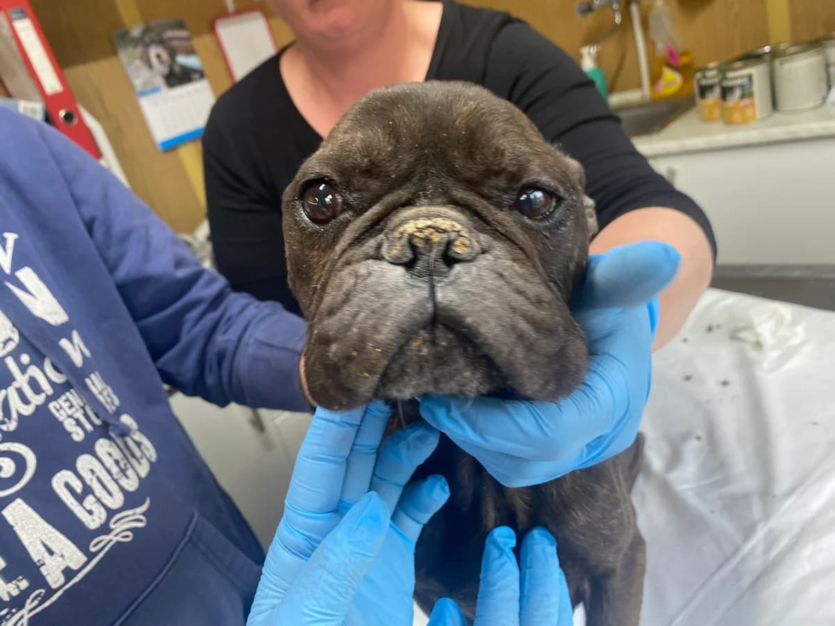 Effy, female 6yo English Bulldog for adoption at Mogyoró Menedék Szentes