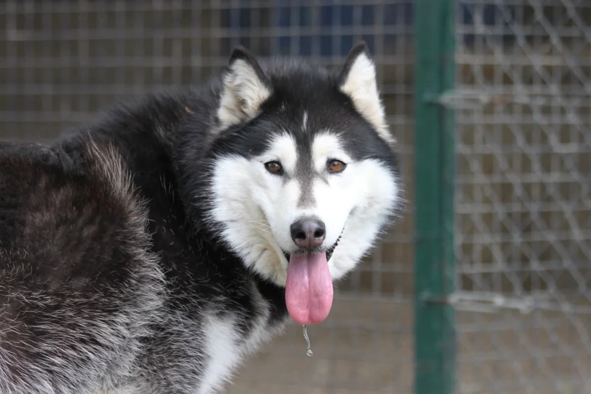 Siva, female 4yo Husky for adoption at Mogyoró Menedék Szentes