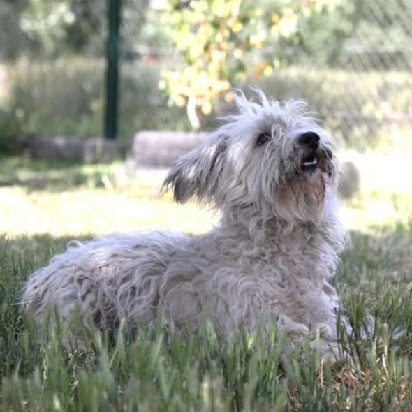 Loki, male young Mixed Breed for adoption at Mogyoró Menedék Szentes