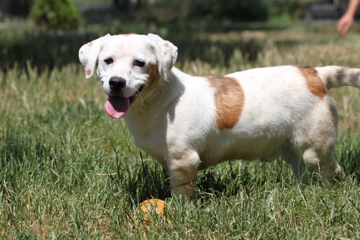 Adrian, male young Mixed Breed for adoption at Mogyoró Menedék Szentes