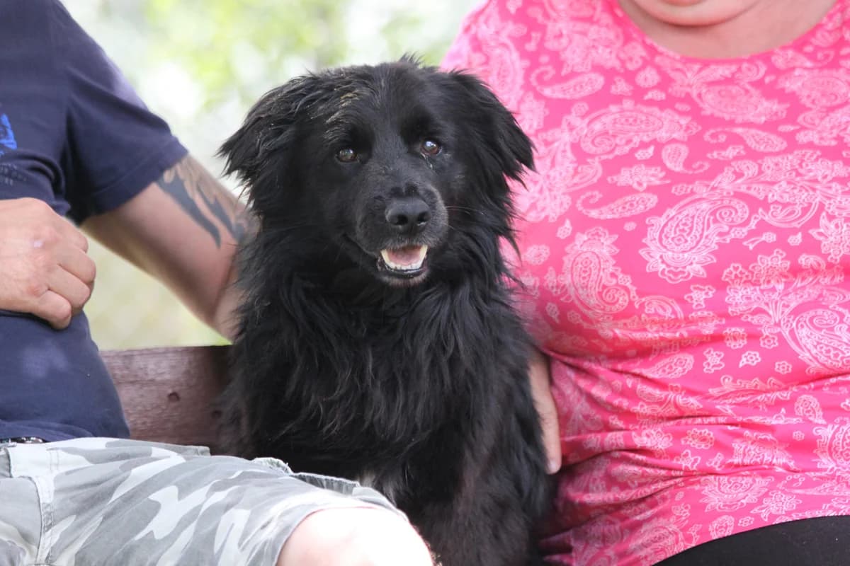 Aris, male 3yo Mixed Breed for adoption at Mogyoró Menedék Szentes