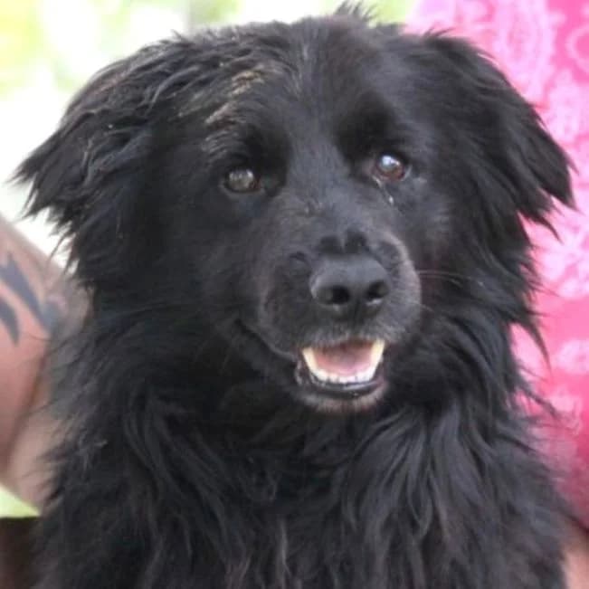 Aris, male 3yo Mixed Breed for adoption at Mogyoró Menedék Szentes