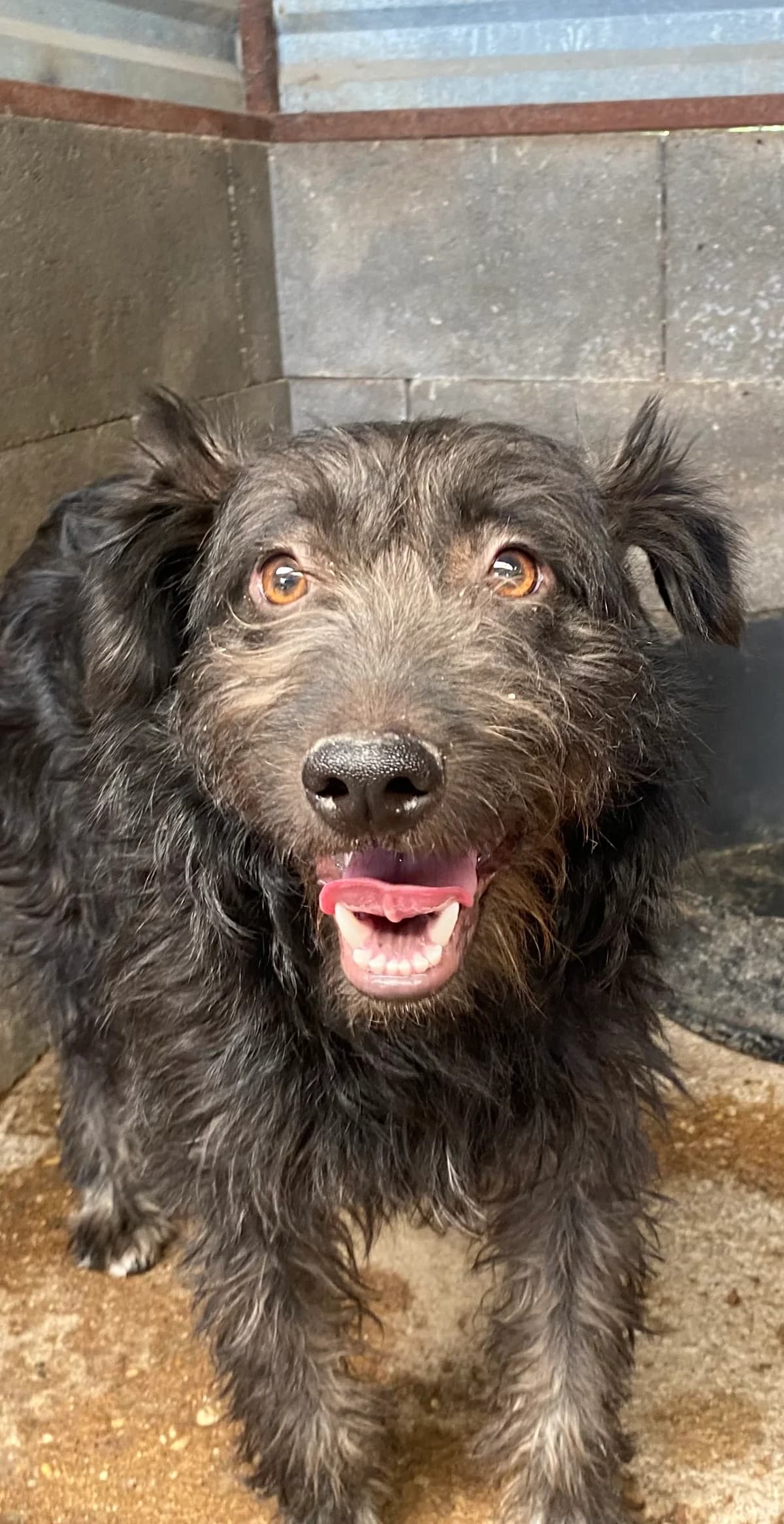 Fekete, male young Mixed Breed for adoption at Mogyoró Menedék Szentes