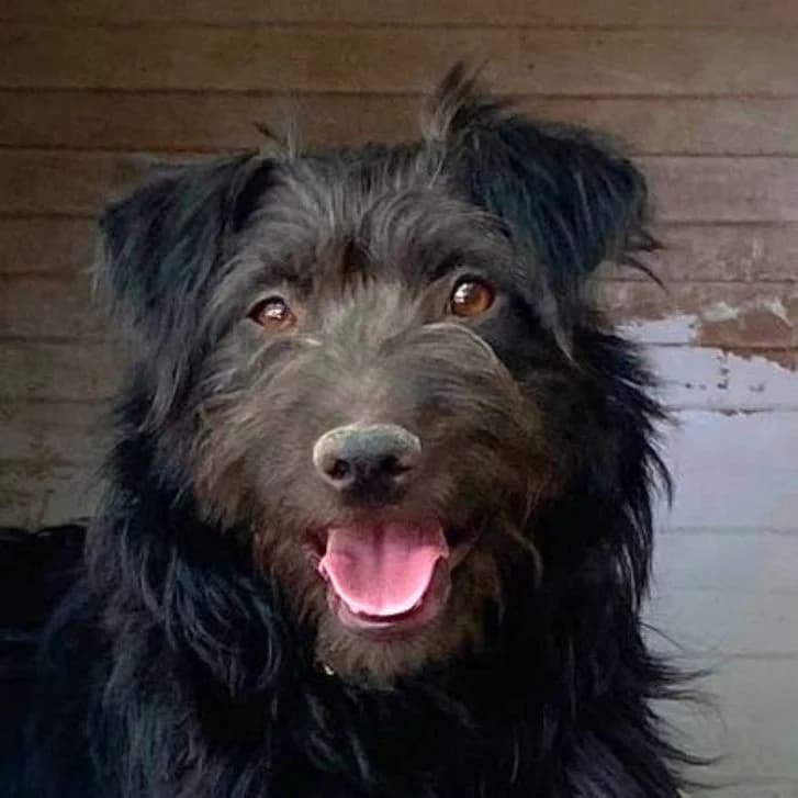 Franky, male young Mixed Breed for adoption at Mogyoró Menedék Szentes