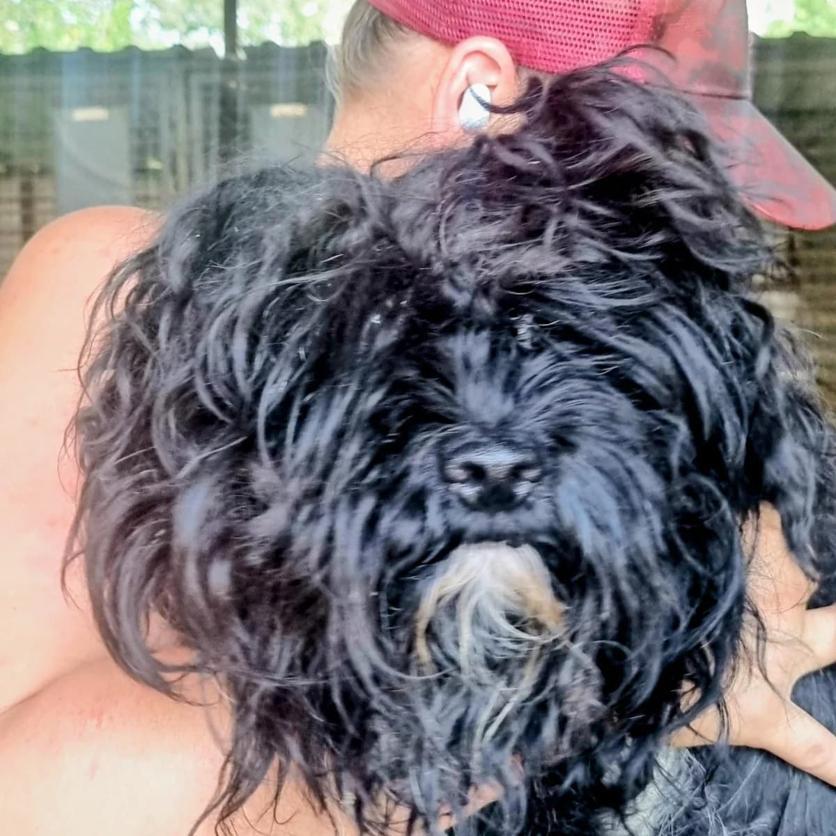 Felix, male young Puli for adoption at Mogyoró Menedék Szentes