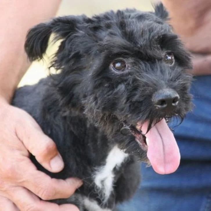 Felix, male young Puli for adoption at Mogyoró Menedék Szentes