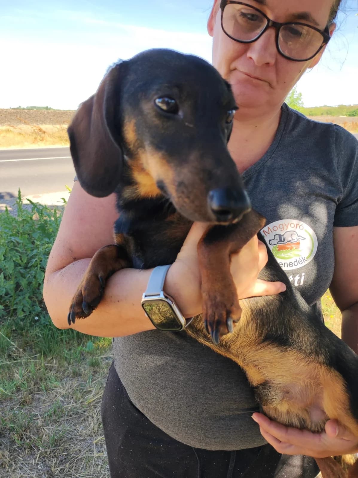 Justin, male young Dachshund for adoption at Mogyoró Menedék Szentes