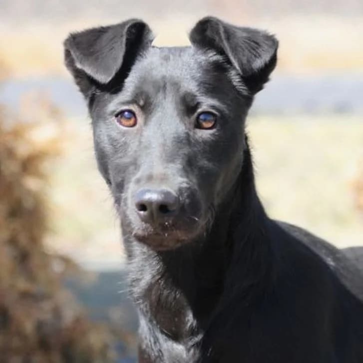 Bibi, female young Mixed Breed for adoption at Mogyoró Menedék Szentes