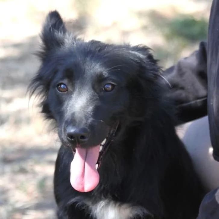 Bella, female young Mixed Breed for adoption at Mogyoró Menedék Szentes