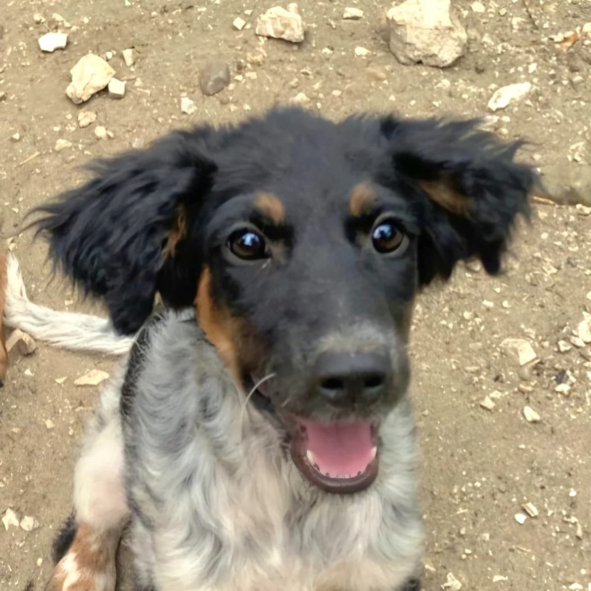 Alfie, female puppy Mixed Breed for adoption at Mogyoró Menedék Szentes