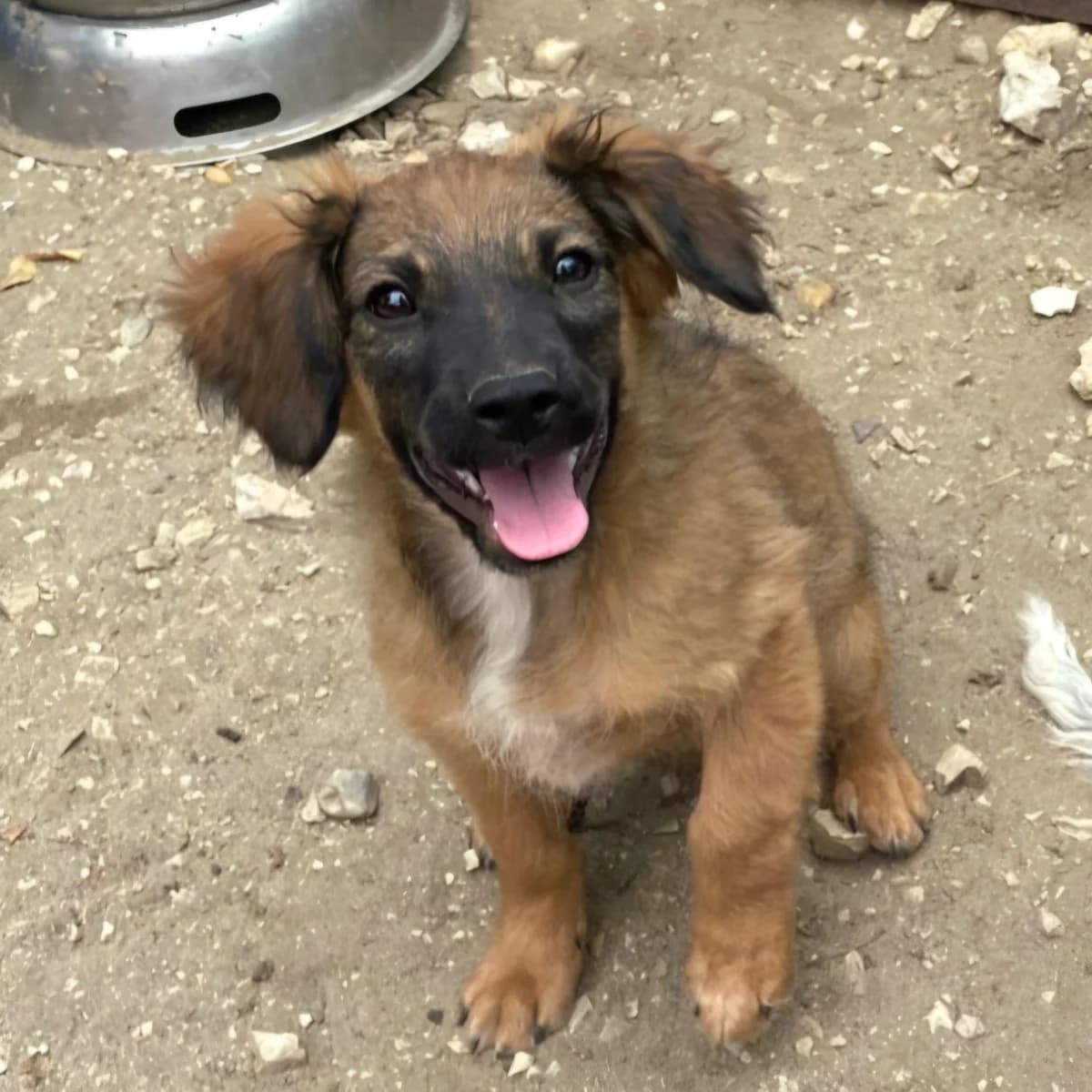 Arifa, female puppy Mixed Breed for adoption at Mogyoró Menedék Szentes