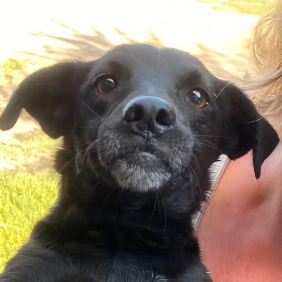 Linda, female 5yo Mixed Breed for adoption at Mogyoró Menedék Szentes