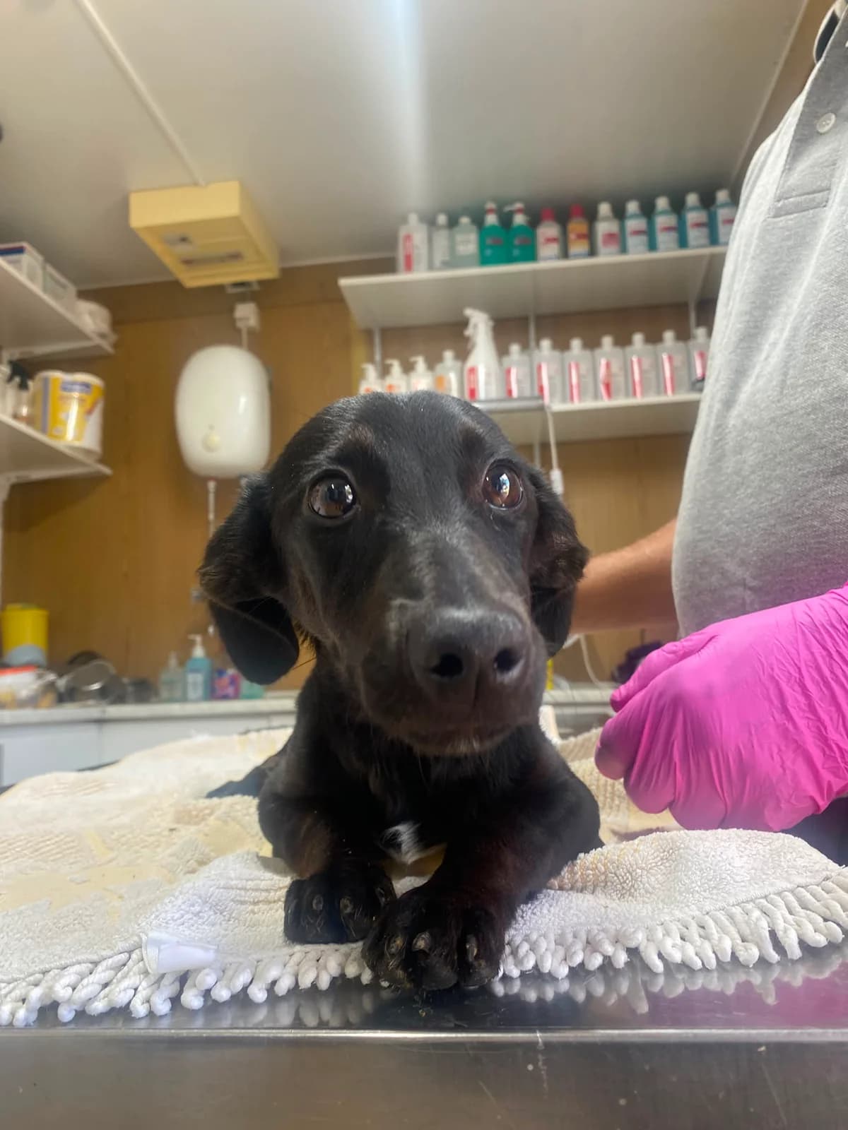Lisa, female puppy Dachshund for adoption at Mogyoró Menedék Szentes