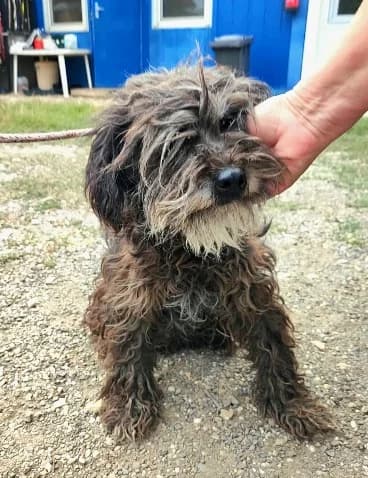 Bimbi, female young Puli for adoption at Mogyoró Menedék Szentes