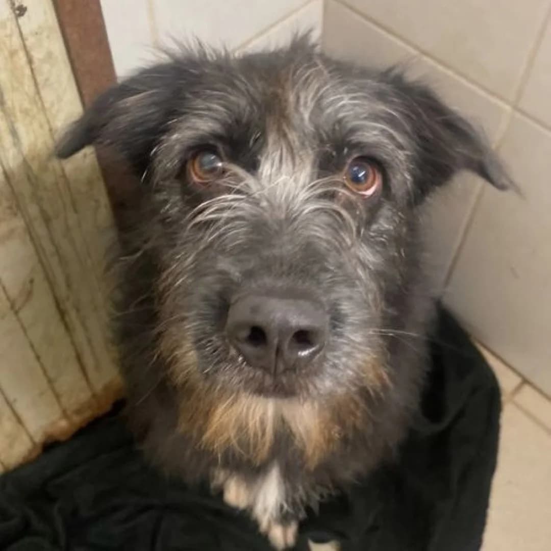 Borzi, female 3yo Mixed Breed for adoption at Mogyoró Menedék Szentes