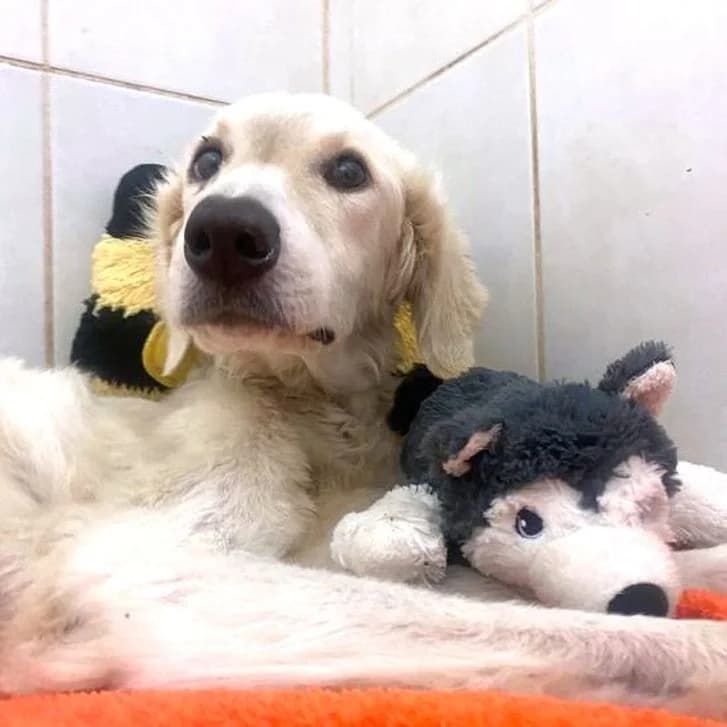 Remény, female young Kuvasz for adoption at Mogyoró Menedék Szentes