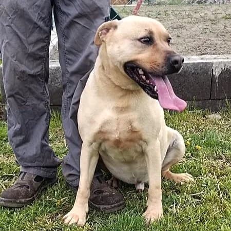 Totó, male senior Mixed Breed for adoption at Mogyoró Menedék Szentes